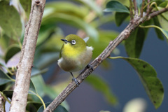 隣の木にメジロ君-1