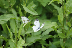 チョウが舞う-2