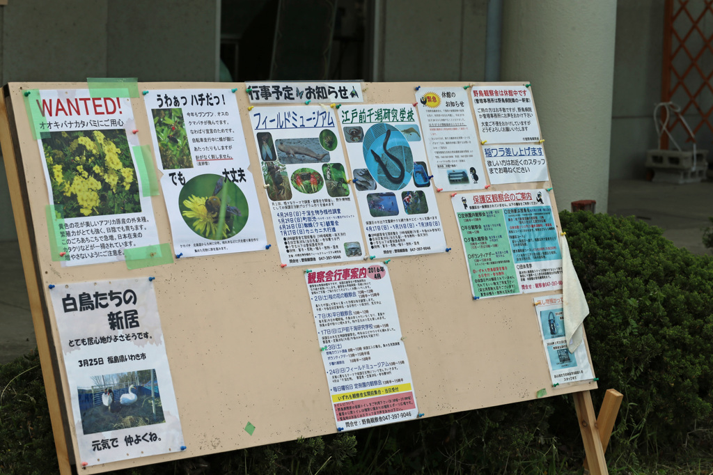おいでませ行徳野鳥野鳥保護区へ