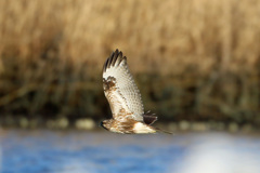 ユリカモメの前ボケ