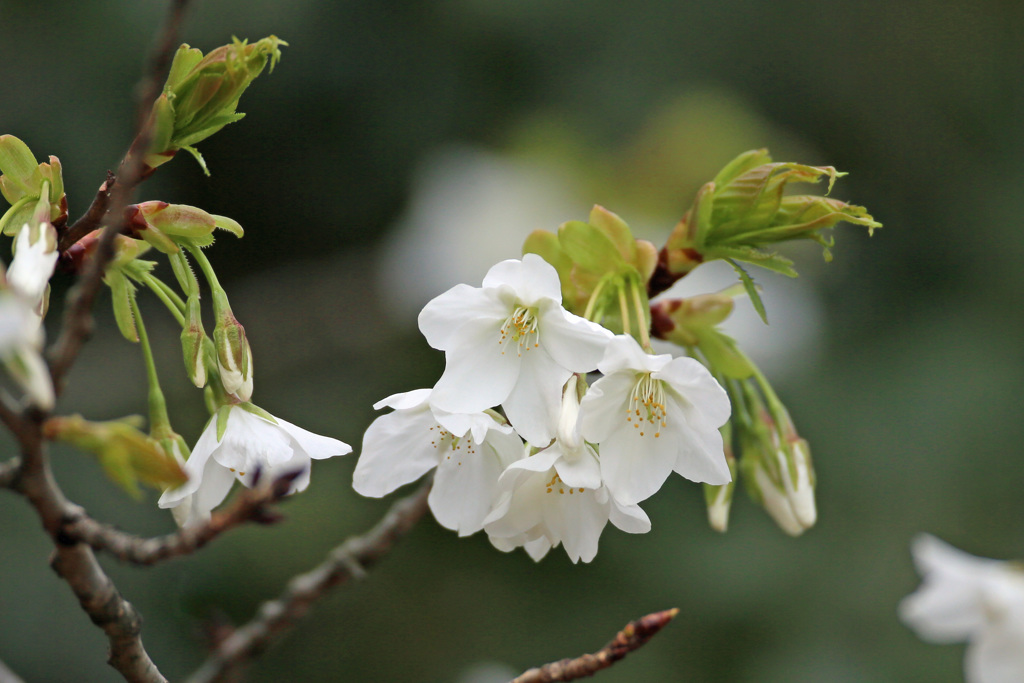 桜咲く-2