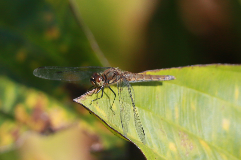 望遠レンズでマクロふう-3