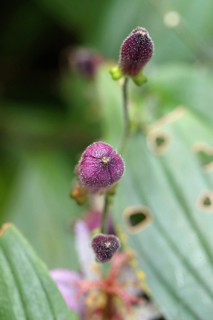 もうすぐ鳴くよけきょ