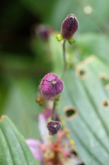 もうすぐ鳴くよけきょ