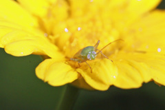 日差しを浴びて