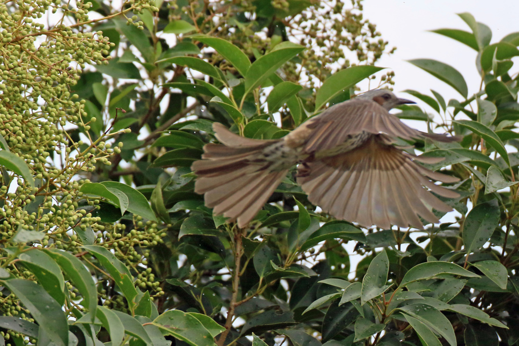 ヒヨドリ飛び出し-2