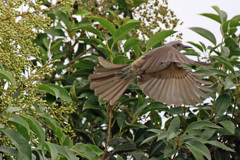 ヒヨドリ飛び出し-2