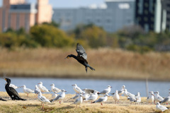 邪魔するユリカモメ