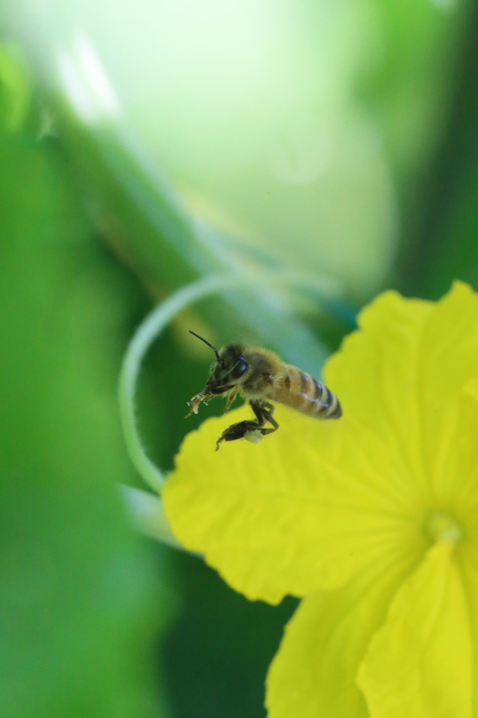 ぶんぶんぶん～