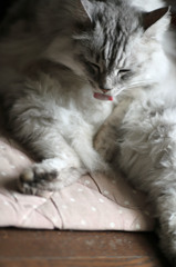 あぐらかいております