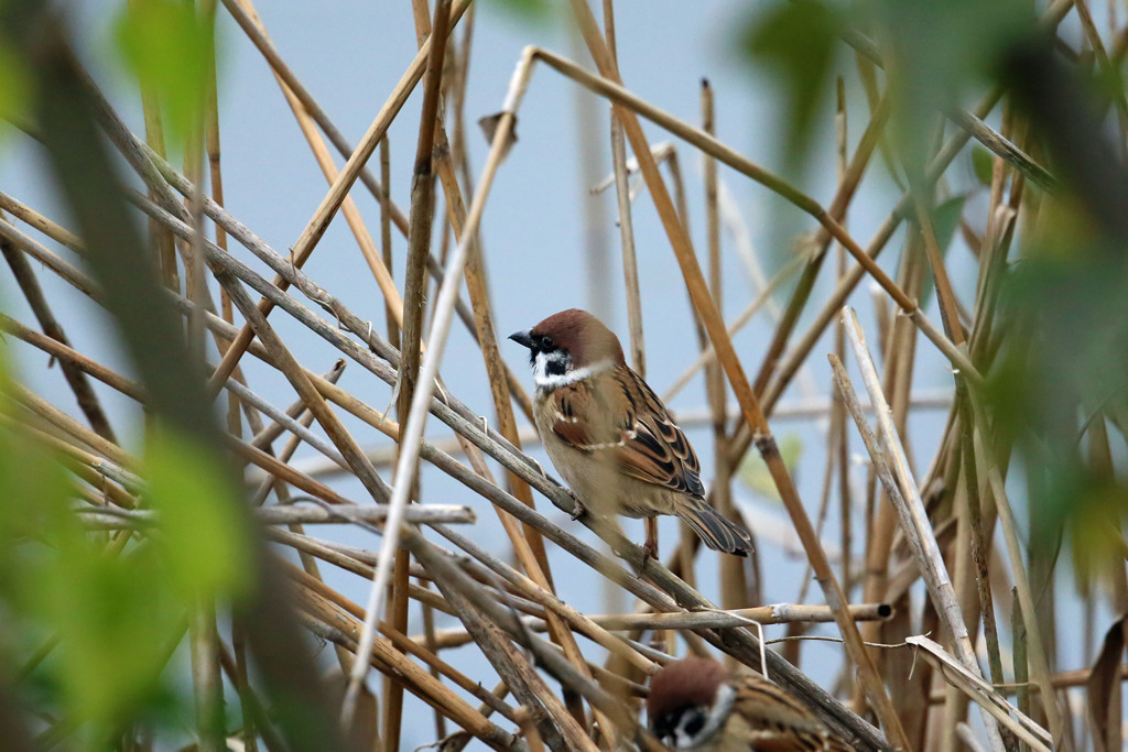 控えめなスズメさん
