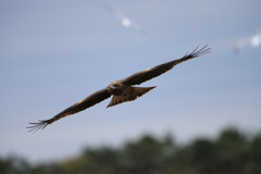 トビの飛び方-3