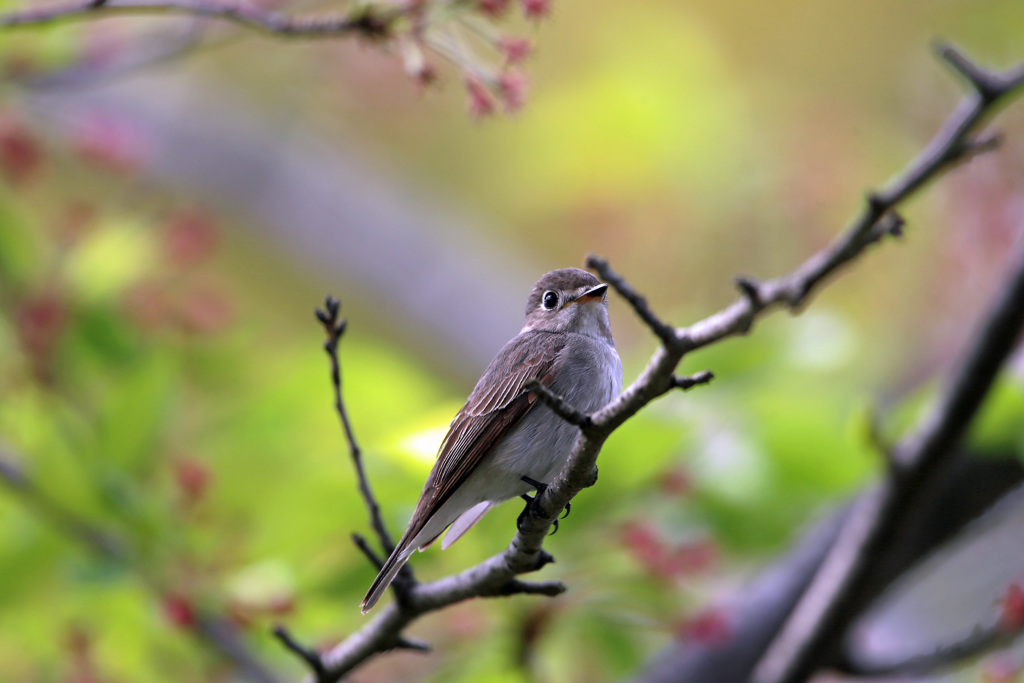 初めてのコサメビタキ-7