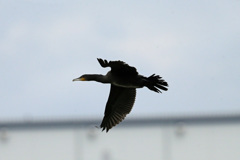 カワウ飛行中