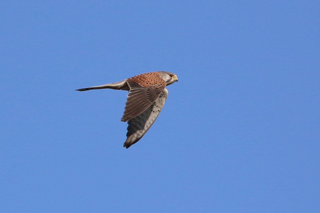 初チョウゲンボウ-3