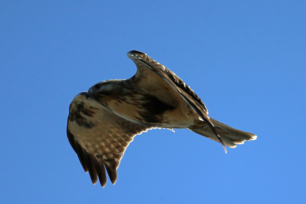 ノスリアップで