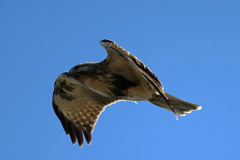 ノスリアップで