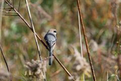 後ろ姿綺麗でしょ