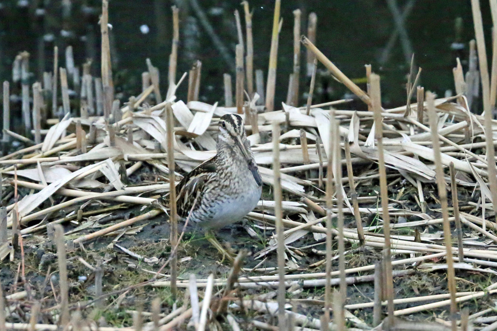 嘴泥ついてるよ