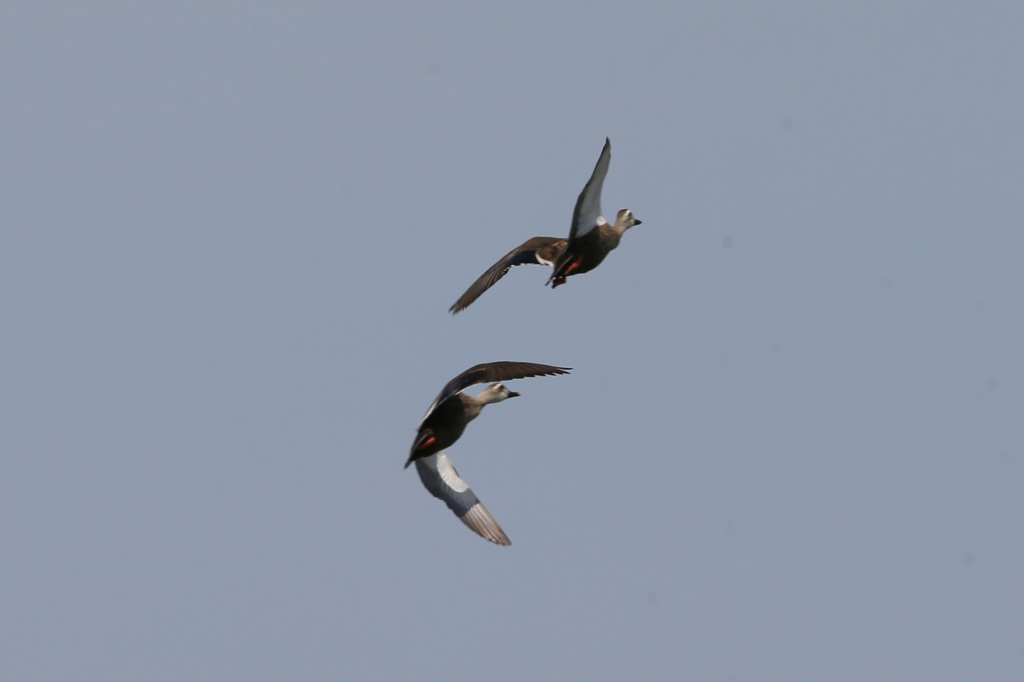 あなたについてくは