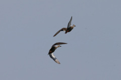 あなたについてくは