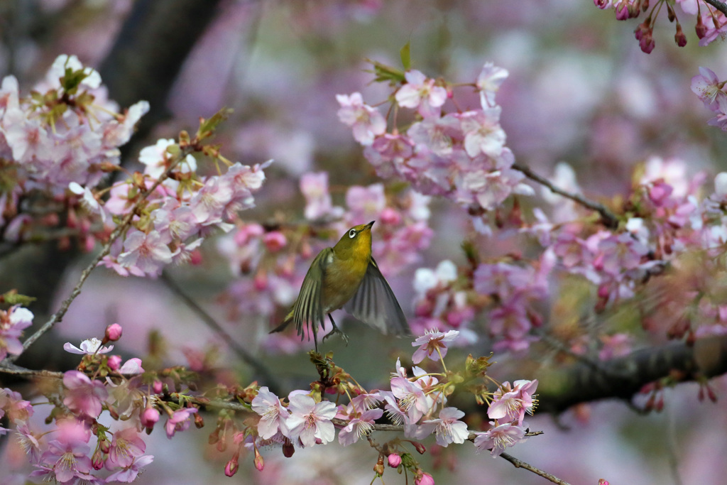 メジロの飛び出し