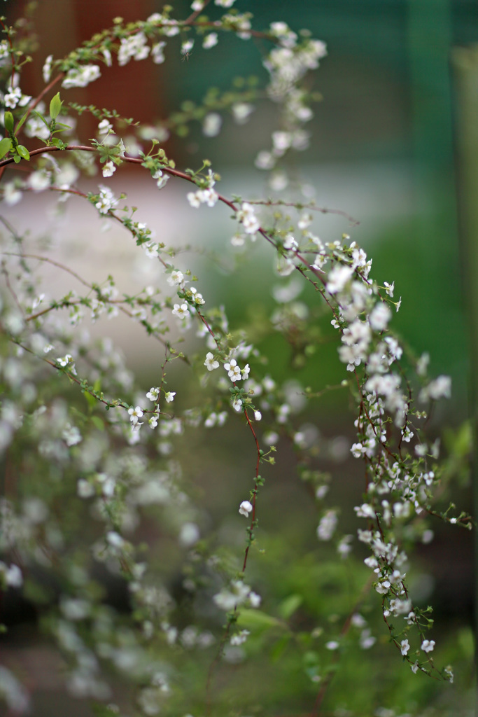 ユキヤナギ満開