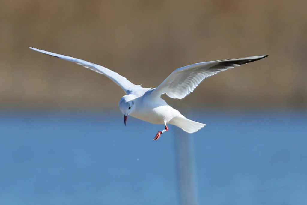 ユリカモメ着地姿勢