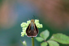 翅開くと綺麗です