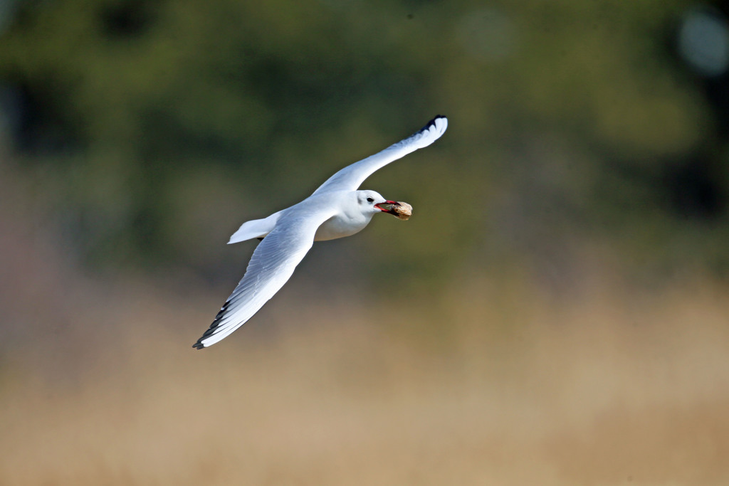 魚の頭食べてます