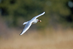 魚の頭食べてます