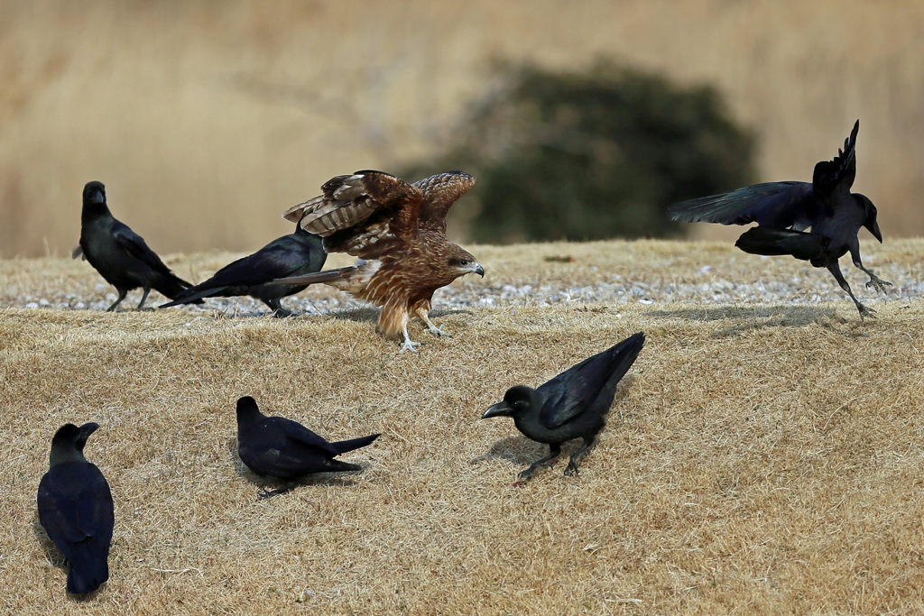 カラスの包囲網-1