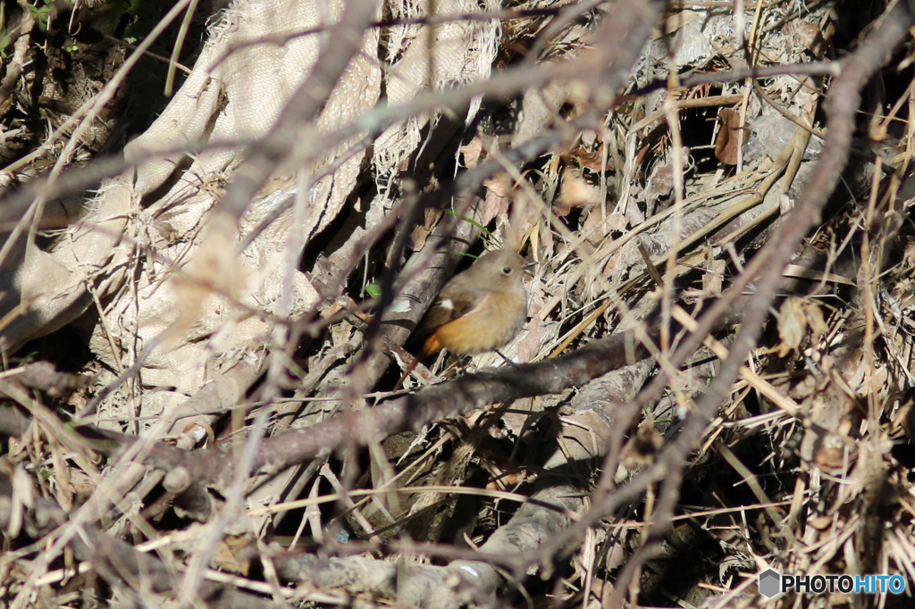 隠れてるつもり