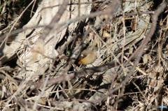 隠れてるつもり