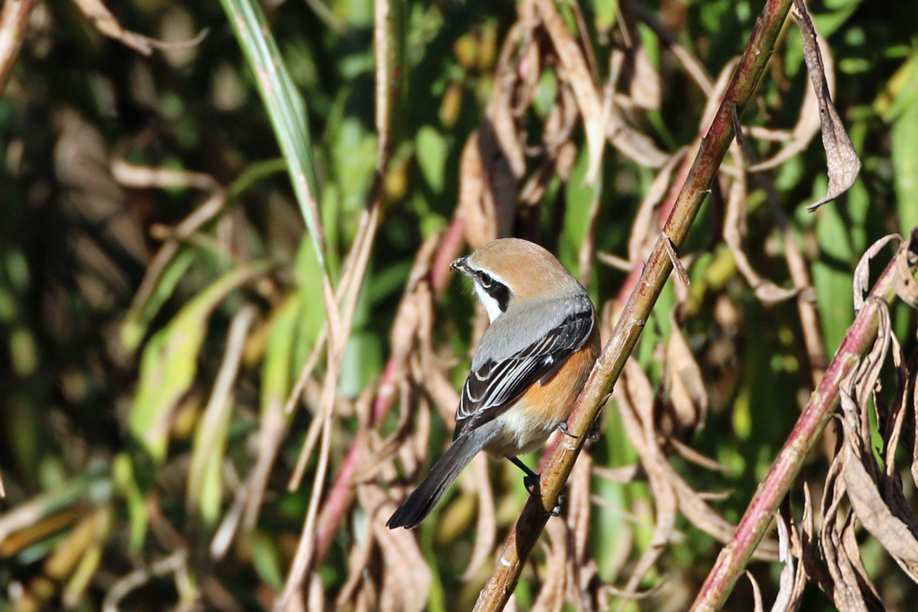 モズ振り返る-1