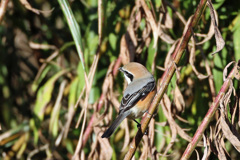 モズ振り返る-1