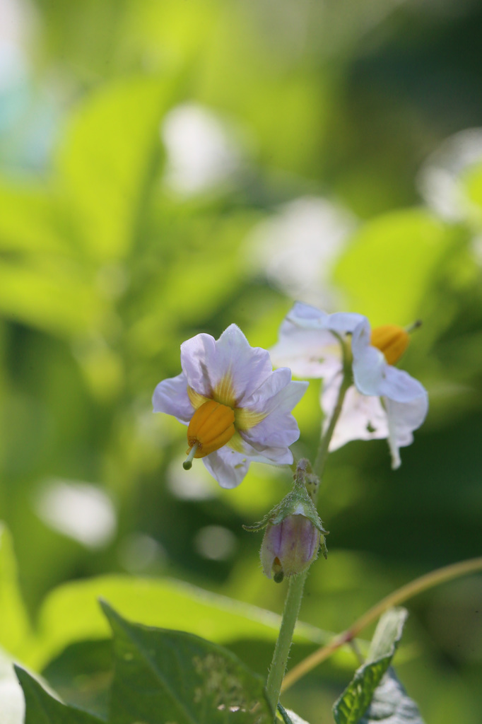 やわらかい日差し