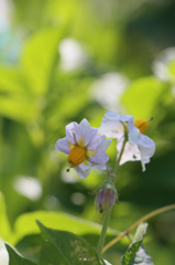 やわらかい日差し