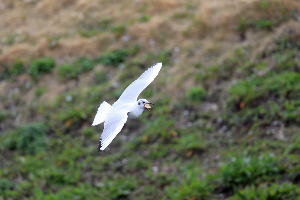 のどのどにつかえた