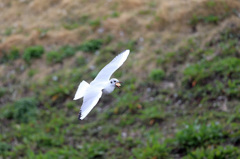 のどのどにつかえた