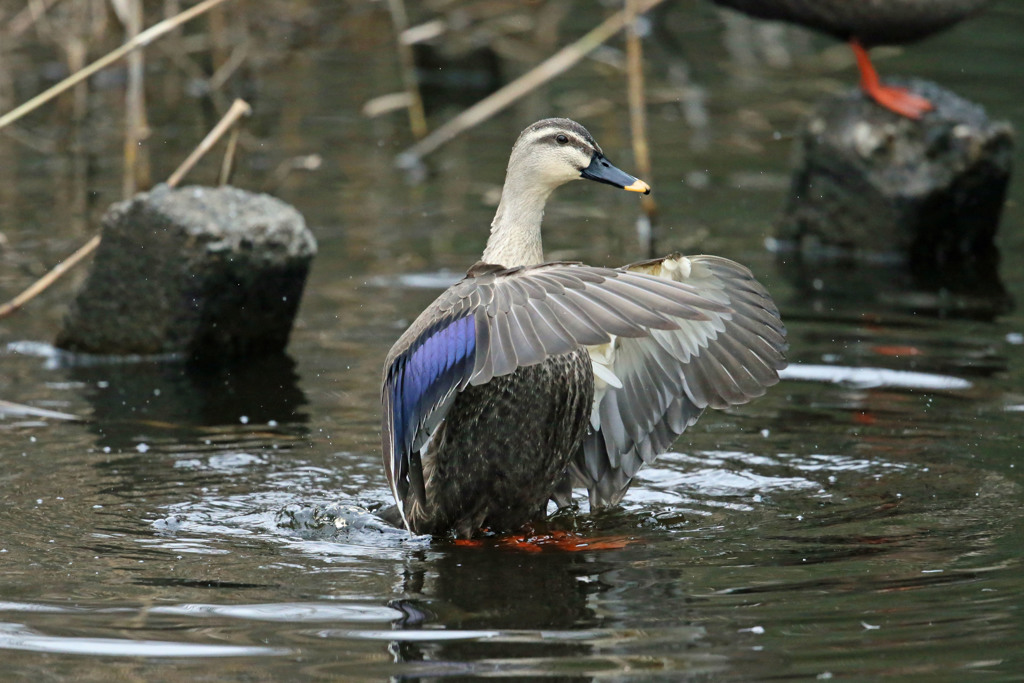 カルガモ定番ポーズ