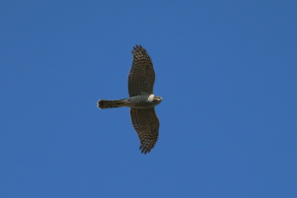 オオタカさん-1