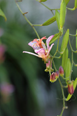朝日を浴びてほ～ほけきょ