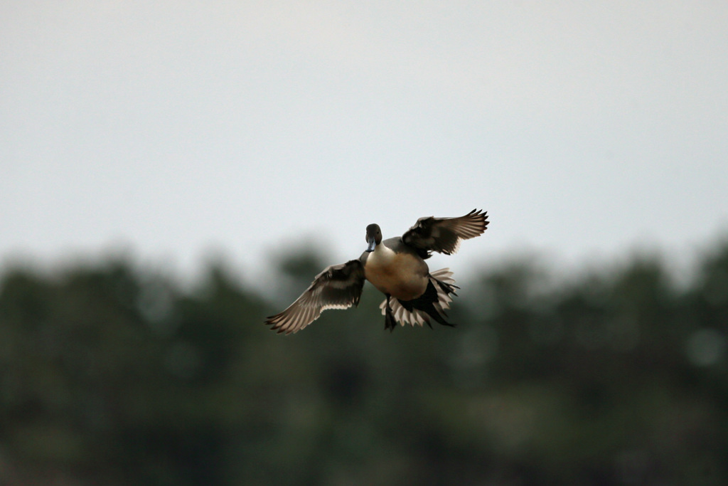 オナガガモ着水分解写真-1