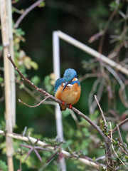 カワセミ定番写真