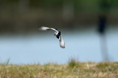 飛び出し後ろから