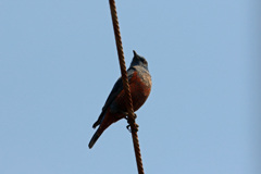 イソヒヨドリ♂発見-3