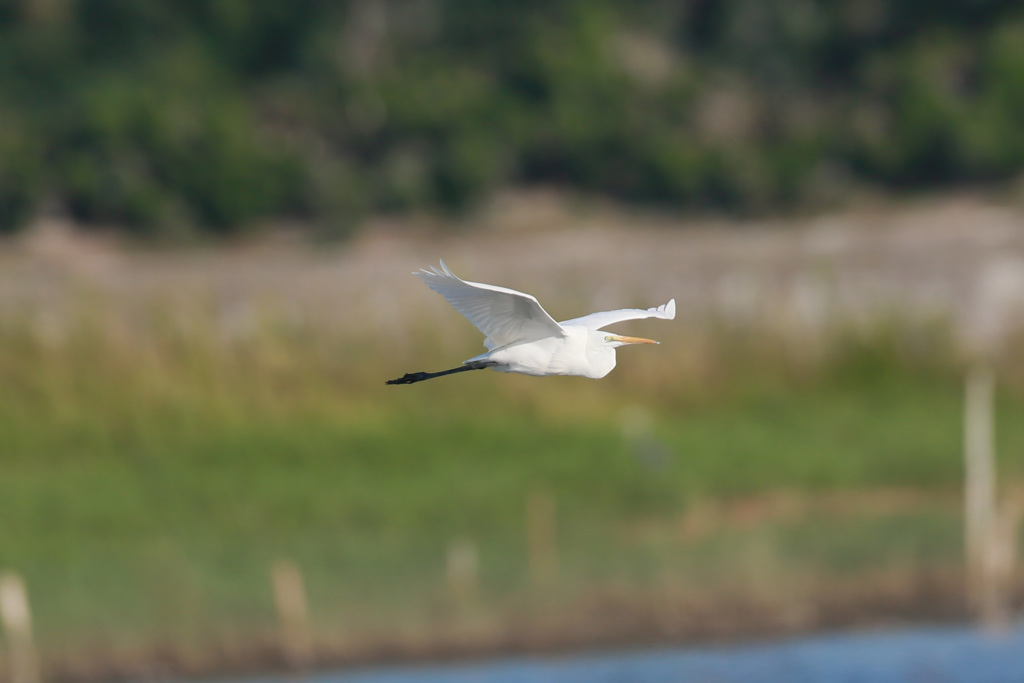 コサギシリーズ-2