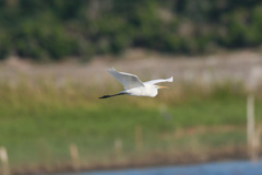 コサギシリーズ-2