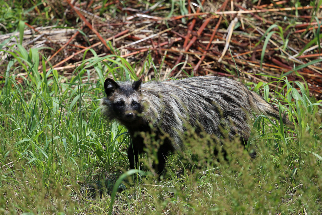 瘦せ気味ポンタ